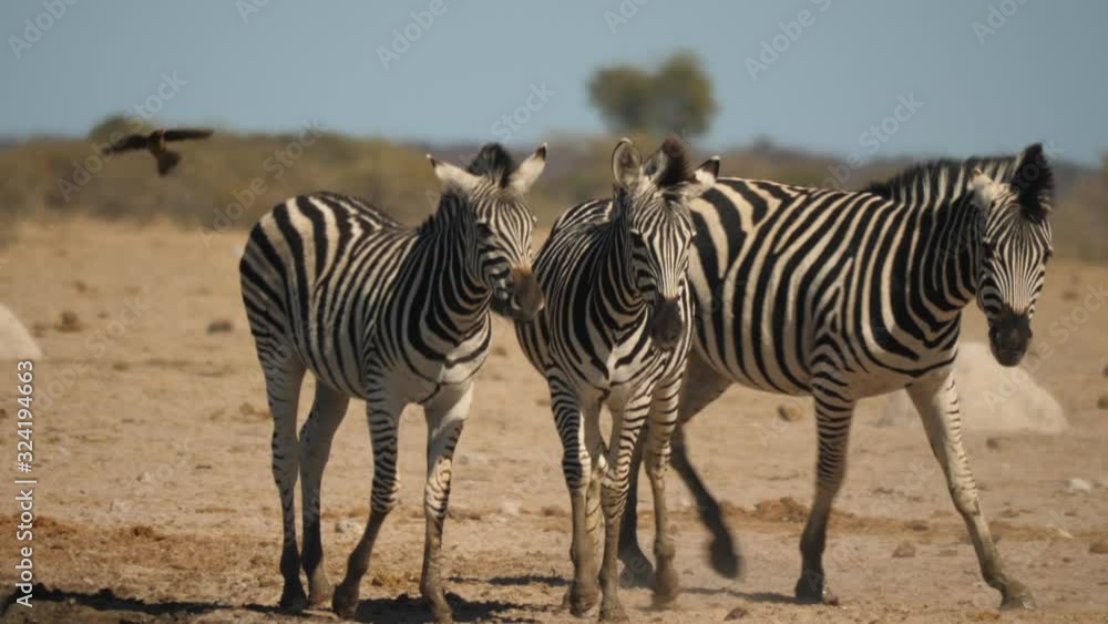 Colt kicks an adult Zebra and quickly gets aggressively corrected Colt kicks an adult Zebra and quickly gets aggressively corrected