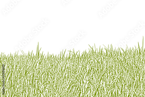 Canvas-taulu Isolated background of green corn plantation field with copy space