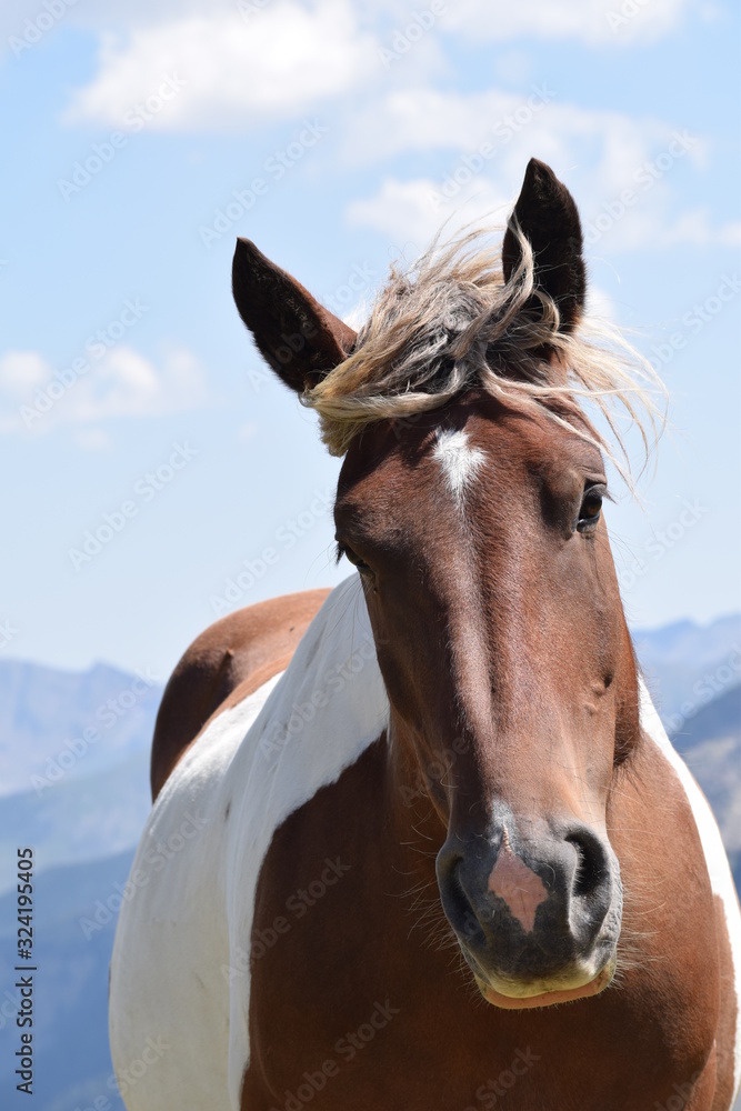 Fototapeta premium wild horse
