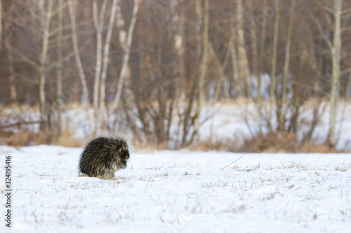A new world porcupine on a snow covered field