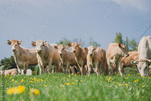Vaches Blondes d'Aquitaine dans un champ
