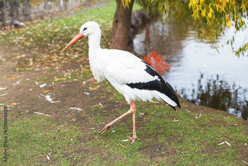 Fototapeta premium a Stork near the lake. portrait of a stork