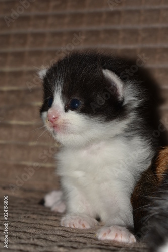 kitten on a grey background
