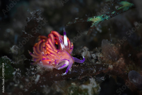 Nudibranch Unidentia sandramillenae. Underwater macro photography from Tulamben, Bali, Indonesia
