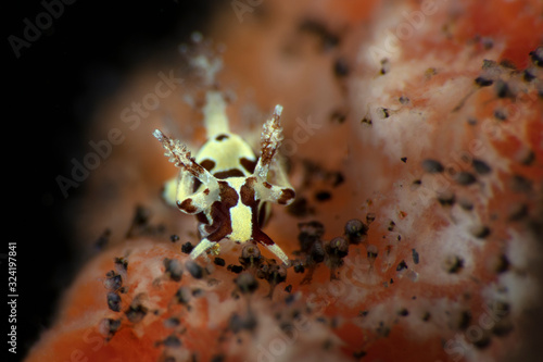 Nudibranch Brown-Patched Trapania (Trapania sp.).  Underwater macro photography from Tulamben, Bali,  Indonesia photo