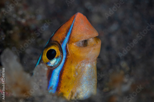 False cleanerfish (Aspidontus taeniatus). Underwater macro photography from Tulamben, Bali,  Indonesia