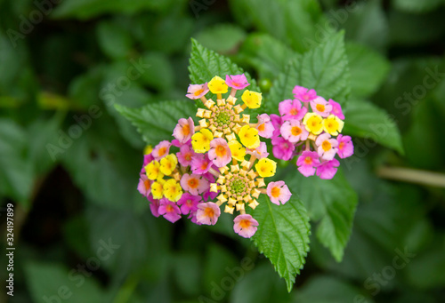 beautiful Lantana camara exotic tropical flower. plant that changes the color of its many flowers several times during flowering. distribution in tropical areas of America  Asia and Africa