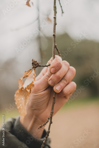 Ravage du cynips du chataignier