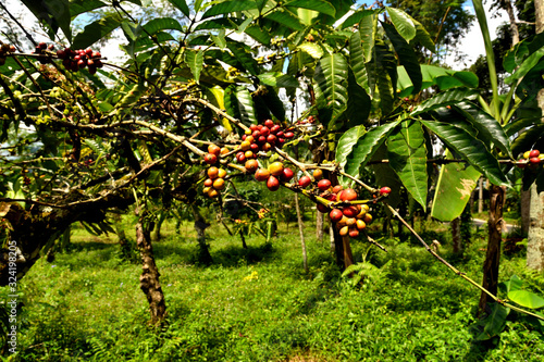 Close up of a coffee plant inside a large plantation