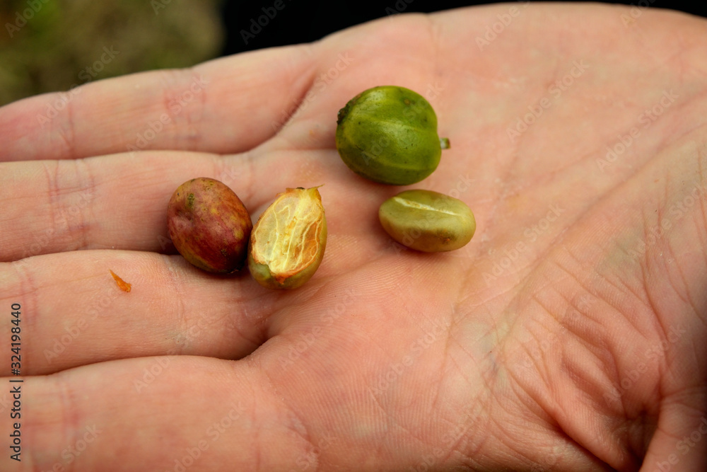 Closeup of some freshly picked and held coffee beans in one hand Closeup of some freshly picked and held coffee beans in one hand