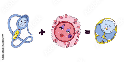 Fertilization process, sperm, egg and zygote. Vector illustration