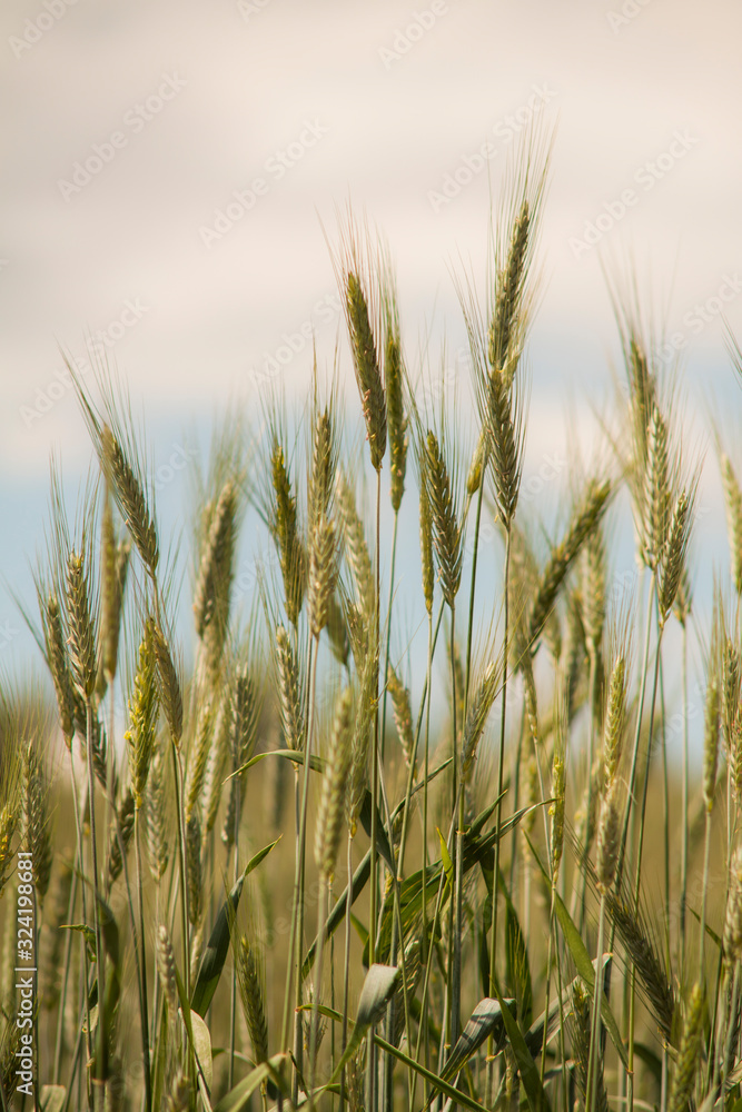 Fototapeta premium Campo Trigo