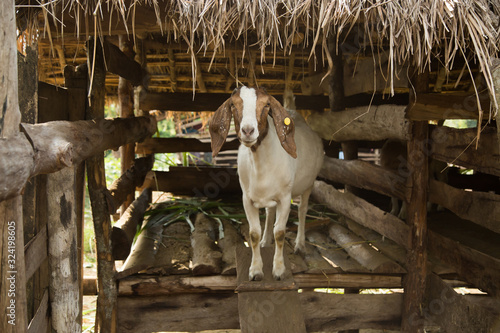 Brown and white goat looking at the camera curiously and seeking shelter from the sun in rural Uganda
