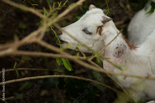Young white goat feeding on some green leaves in rural Uganda © Stefan