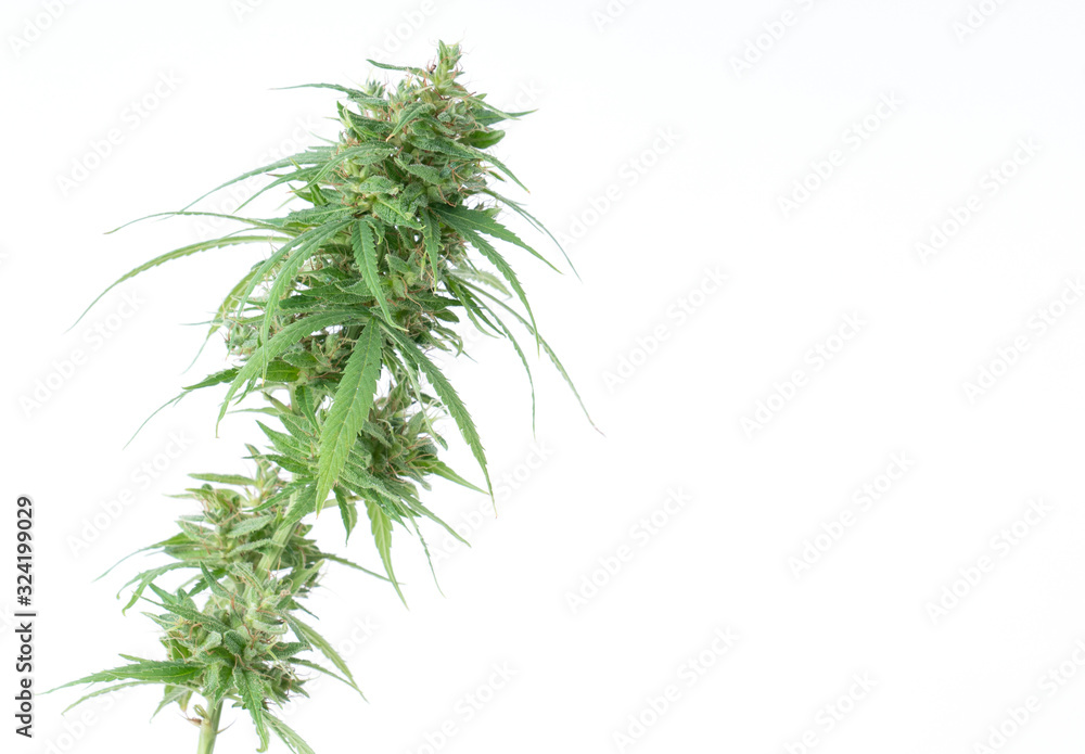 fresh marijuana flower isolated fresh marijuana flower isolated