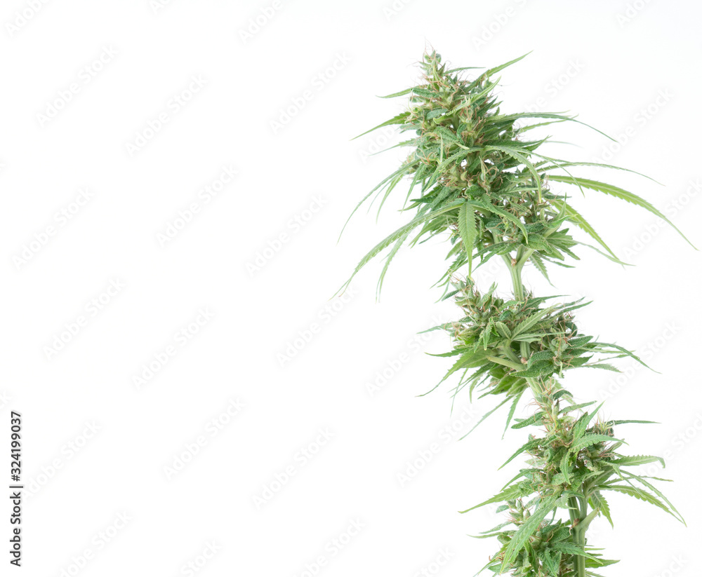 fresh marijuana flower isolated