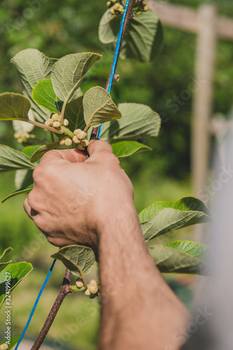 Observation des bourgeons sur kiwi