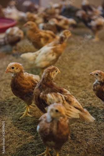 Jeunes poules pondeuses en bâtiment