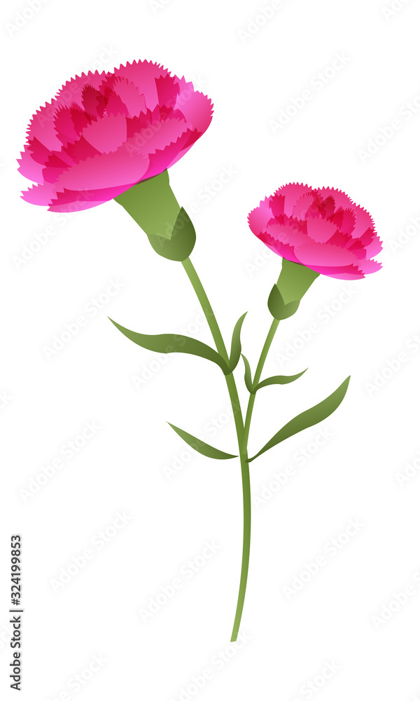 カーネーション　イラスト