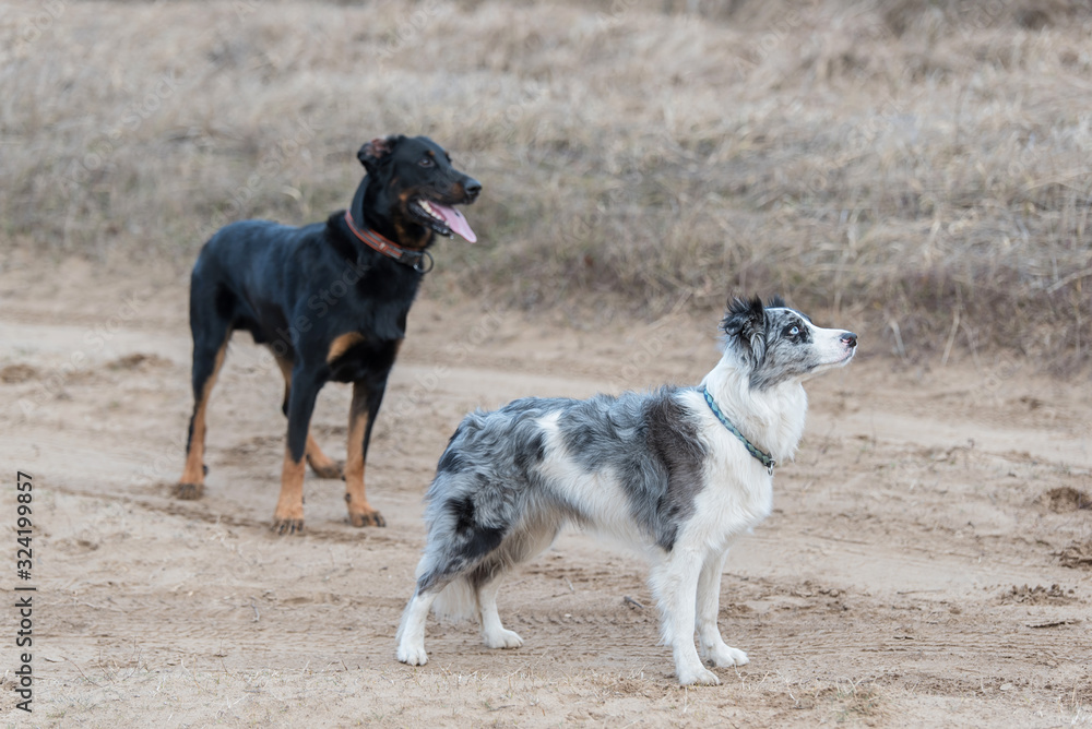 Border Collie an a Beauceron dogs Border Collie an a Beauceron dogs