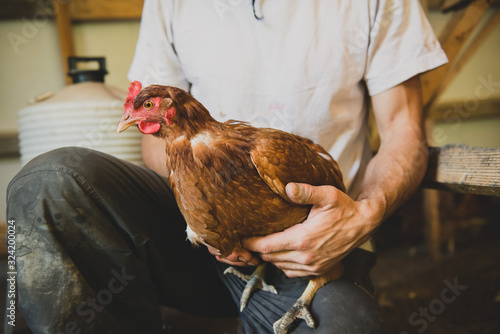 Un éleveur tient une jeune poule pondeuse
