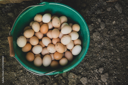 Oeufs rammassés dans un seau photo