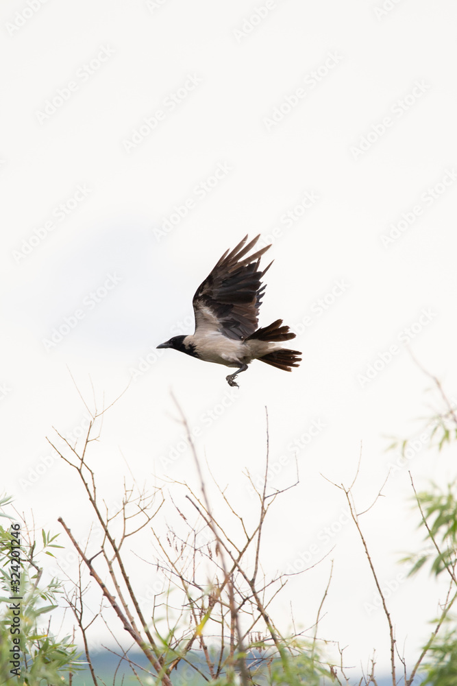 Obraz premium The hooded crow (Corvus cornix) (also called hoodie) is a Eurasian bird species in the Corvus genus. 