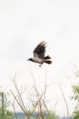 The hooded crow (Corvus cornix) (also called hoodie) is a Eurasian bird species in the Corvus genus. 