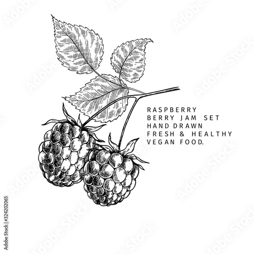 Hand drawn raspberry branch, leaf and berry. Engraved vector illustration. Bramble agriculture plant. Summer harvest, jam or mamalade vegan ingredient. Menu, package, cosmetic and food designю