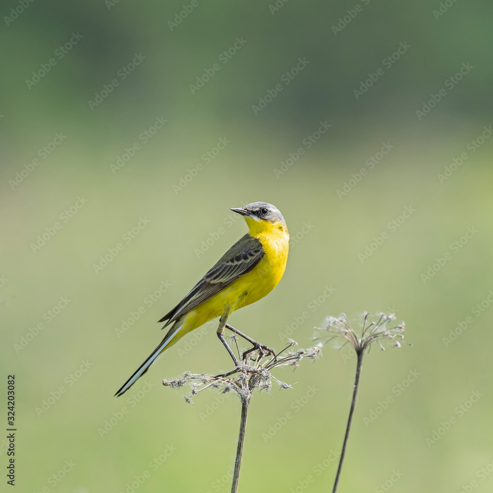 Obraz premium The western yellow wagtail (Motacilla flava) is a small passerine in the wagtail family Motacillidae.