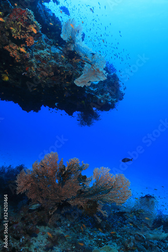 Beautiful coral reef