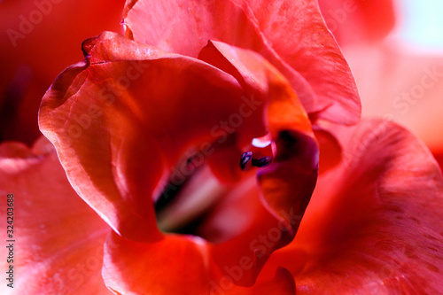 Detailed artistic macro closeup inflorescence of gorgeous blooming Sword Lily or Gladioli flower and stamen.