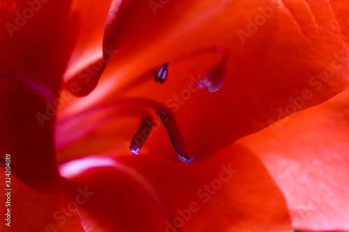 Detailed artistic macro closeup inflorescence of gorgeous blooming Sword Lily or Gladioli flower and stamen.