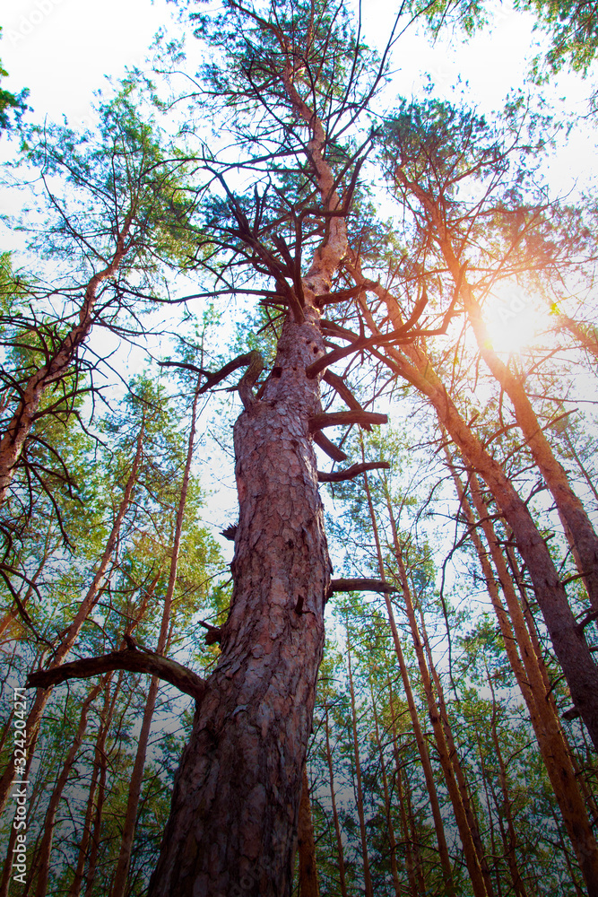 Fototapeta premium Old pine forest. Large coniferous tree view from below.