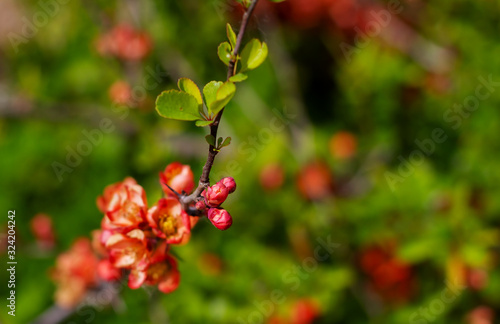 Nature floral background. Flowering quince. Flowers of Japanese pear. Live wall of flowers in a spring garden. Red quince flowers close-up.