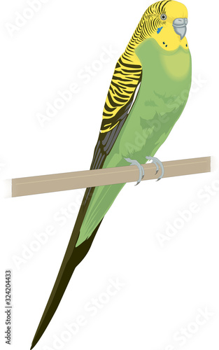 Budgerigar common or shell parakeet informally nicknamed budgie vector illustration