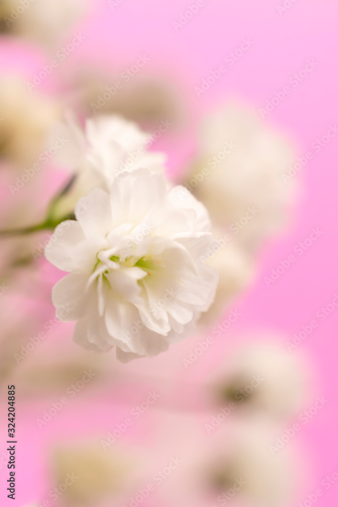 White flowers on a pink background, vertical