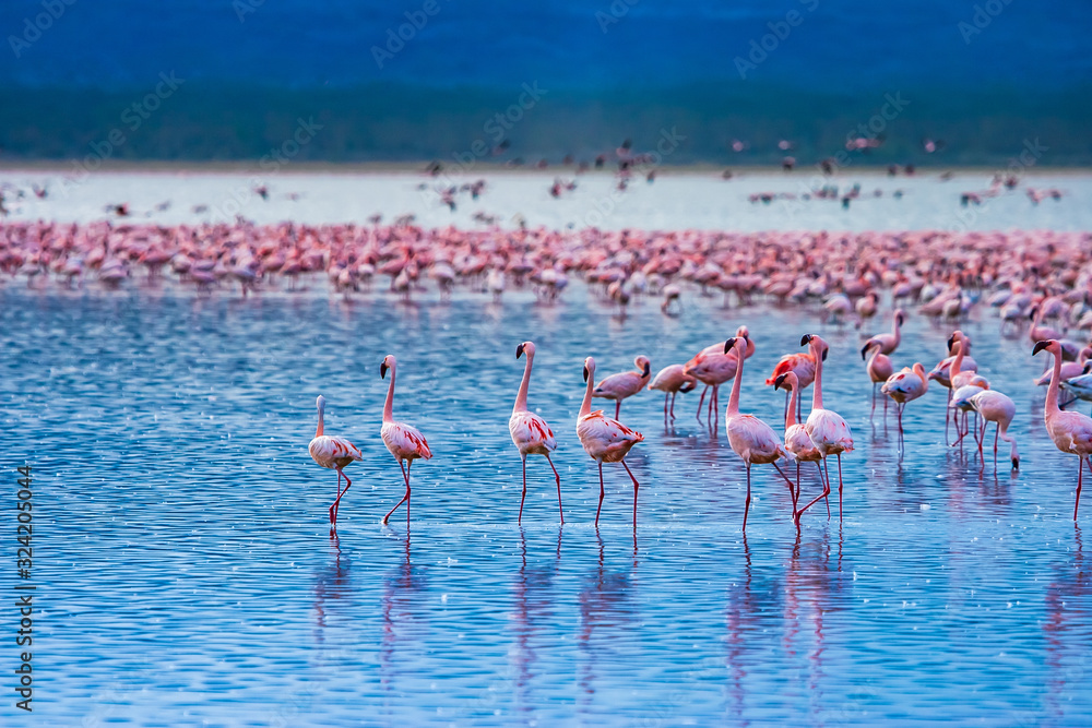 Africa. Kenya. The Lake Nakuru. Pink flamingo. Birds Of Africa. A flock of flamingos. African Flamingo. Travelling to Kenya. Safari with the animals. Fauna of Kenya. Ornithology.