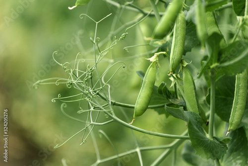 Locally grown green pea in organic garden photo