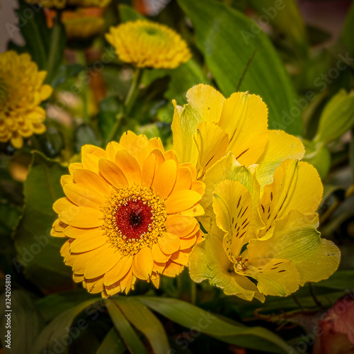 kleine gelbe Gerbera umgeben von weiteren gelben Blumen als Teil eines Blumenstrau  es