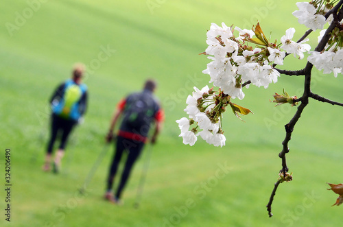 Kirschblüten mit Wanderern im Hintergrund - Cherry blossoms with walkers in the background photo