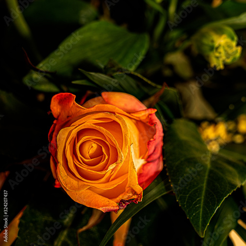 Draufsicht auf eine orange Rosenbl  te