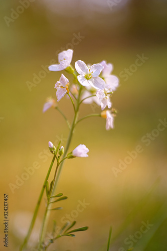 Beautiful little flowers in nature