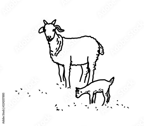 Sheep and lamb on a white background. Silhouette. Vector illustration.