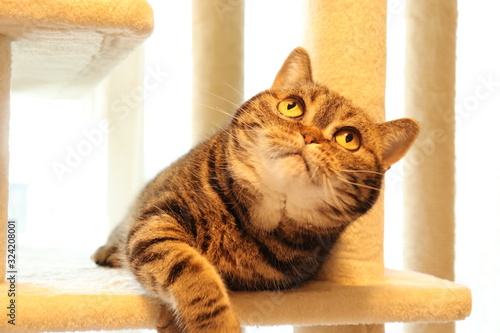 上目線猫アメリカンショートヘアー