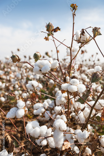 Cotton plant ready for harvesting in a field in Komotini, Greece