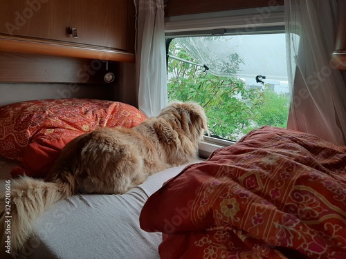 Hund im Wohnmobil