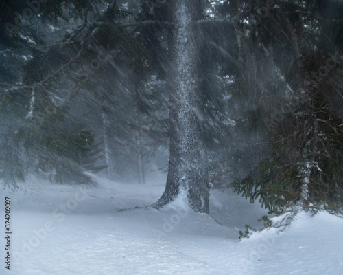 Atmospheric and moody forest in winter snow storm
