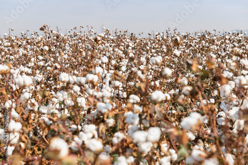 Cotton field ready for harvesting in Komotini, Greece