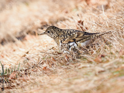 Wallpaper Mural トラツグミ Torontodigital.ca